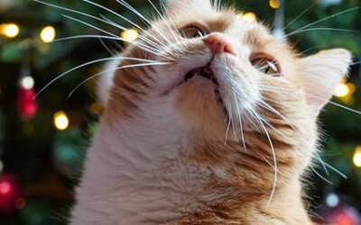 Holiday Tips for a Happy Kitty