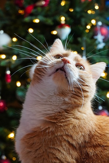 Holiday Tips for a Happy Kitty