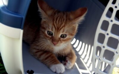 Helping Kitty Feel Safe at the Vet