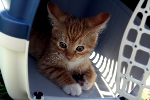 Helping Kitty Feel Safe at the Vet