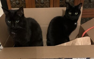 What Kitty Doesn’t Love a Box?