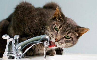Water, Water Everywhere and Not a Drop to Drink