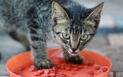The Goldilocks Approach to Feeding Kitty