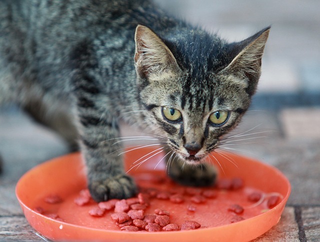 The Goldilocks Approach to Feeding Kitty
