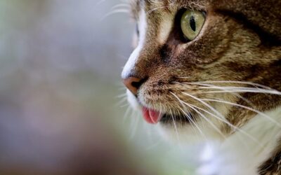 Yucky Hairballs