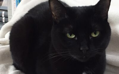 The History and Mystery of Black Cats