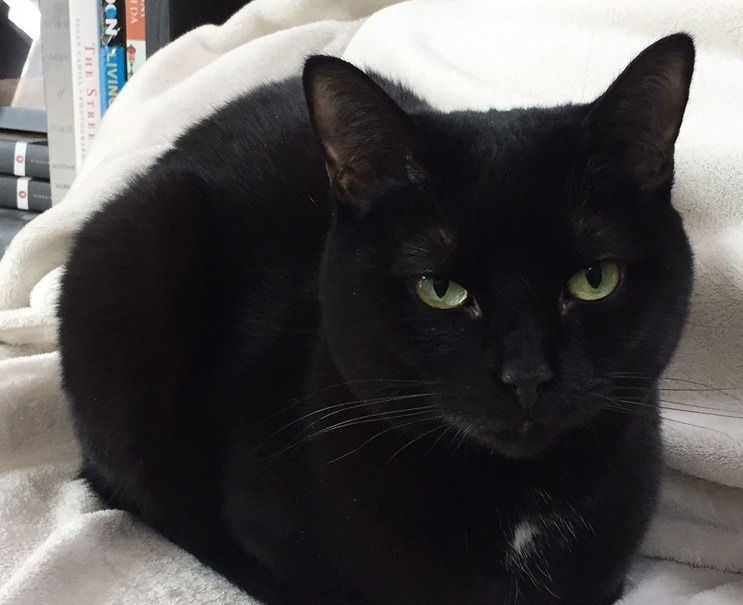 The History and Mystery of Black Cats