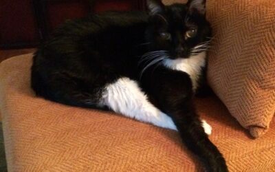 What Happens to Kitty When You Die?