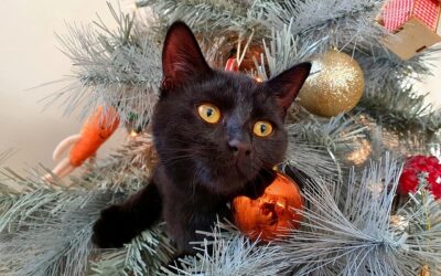 Keeping Kitty Safe During the Holidays